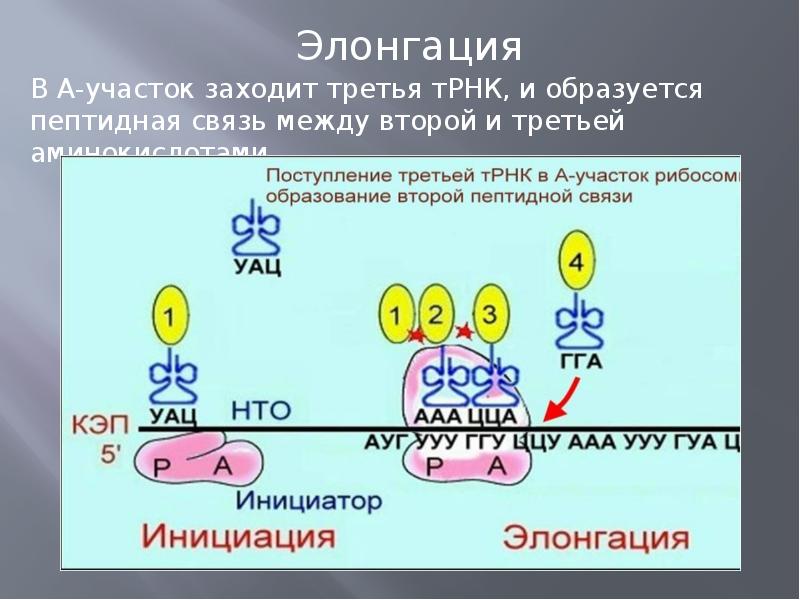 Биосинтез белков рибосомы. Элонгация Биосинтез. Элонгация синтеза белка. Трансляция белка элонгация. Элонгация трансляции.