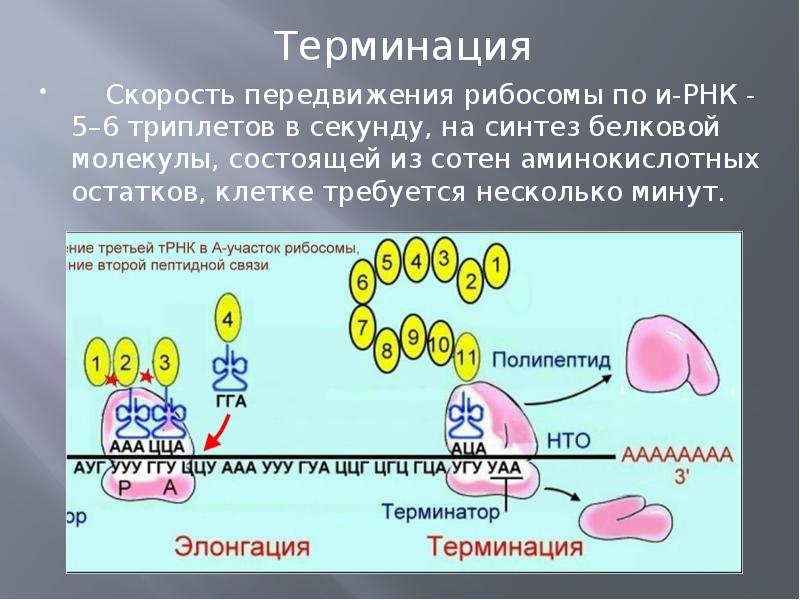 Рибосомы содержат рнк. Терминация Биосинтез белка. Биосинтез белка трансляция терминация. Движение рибосомы по РНК. Синтез РНК на рибосомах.