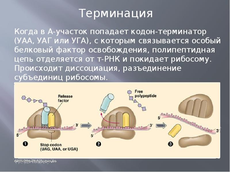 Биосинтез белка картинка