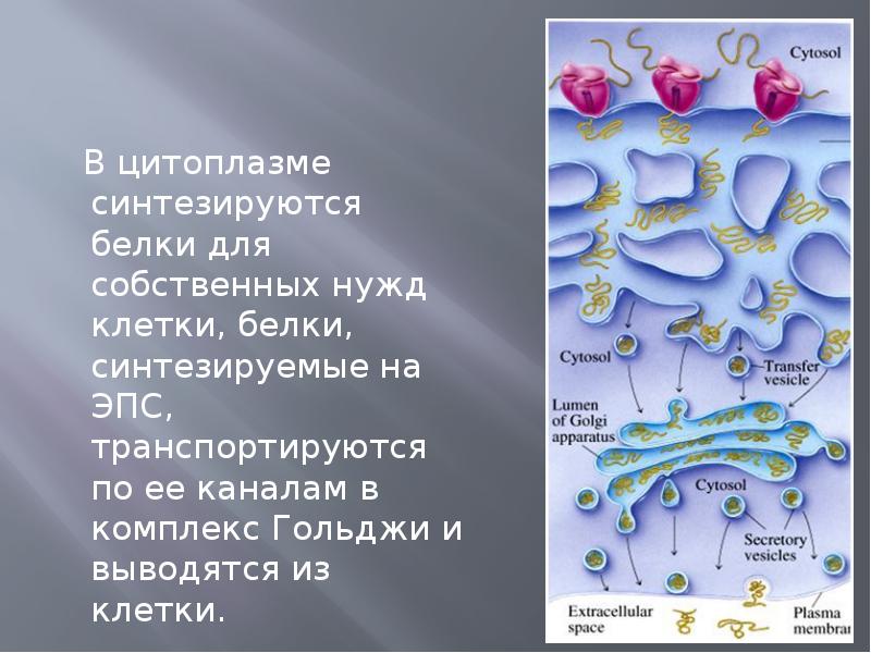 Синтезированные клетки. Белок для нужд клетки синтезируется в. Белки в клетке синтезируются. Клетки синтезирующие белки. Роль цитоплазмы в биосинтезе белка.