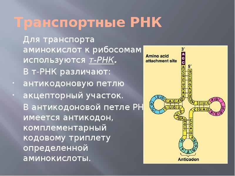 Антикодоны т рнк комплементарны