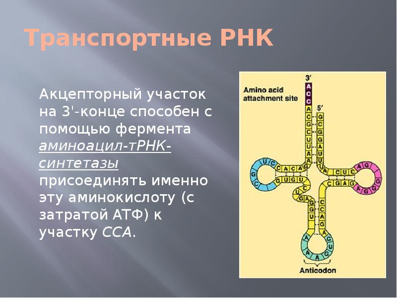 Биосинтез белка презентация 11 класс