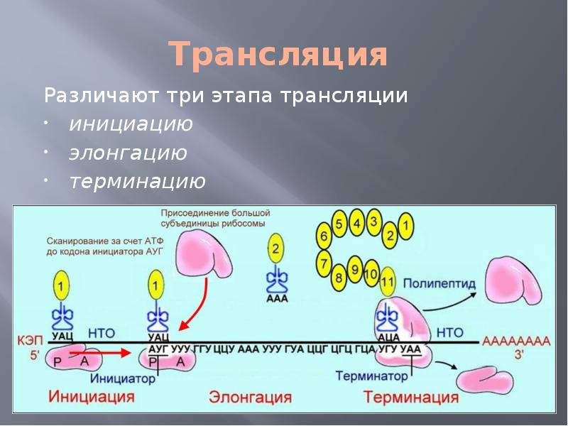 Биосинтез белка относится. Этапы трансляции биосинтеза белка инициация элонгация терминация. Терминация трансляции этапы. Синтез белка трансляция элонгация\. Трансляция белка инициация элонгация терминация.