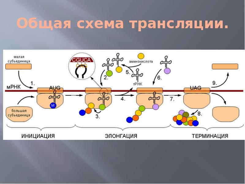 Процесс трансляции этапы трансляции. Синтез белка трансляция элонгация\. Инициация трансляции схема. Схема трансляции синтеза белка. Механизм трансляции Биосинтез белка.