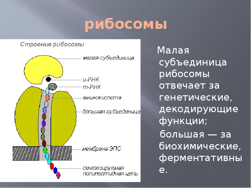 Строение и функции рибосом. Малая субъединица рибосомы функции. Строение малой субъединицы рибосомы. Большая субъединица рибосомы функции. Малая субъединица рибосомы строение.