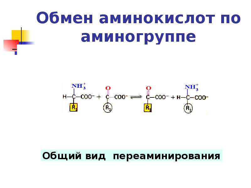 Обмен аминокислот по аминогруппе