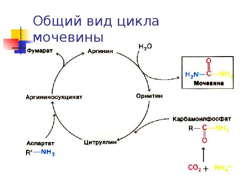 Общий вид цикла мочевины