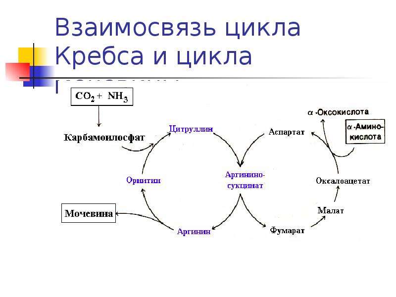 Взаимосвязь цикла Кребса и цикла мочевины