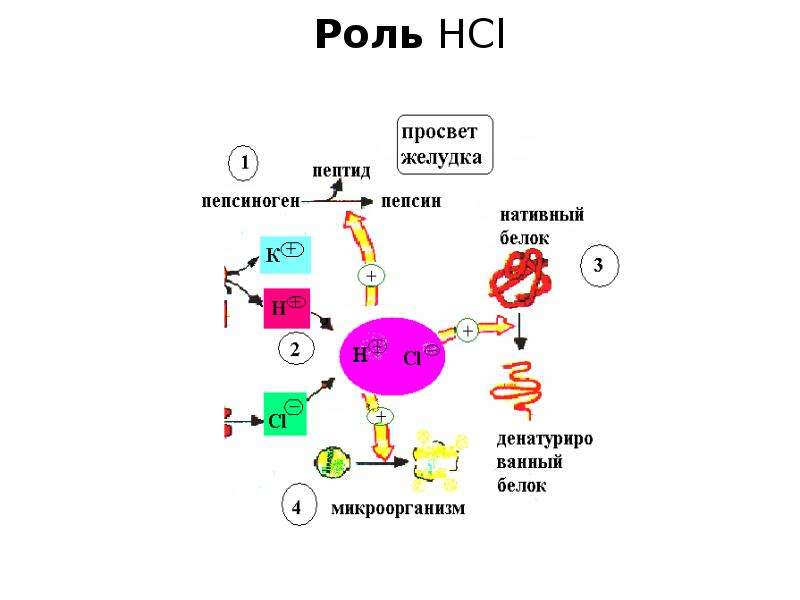 Кровь пепсиноген 1. Схема активации пепсиногена. Превращение пепсиногена в пепсин. Активация пепсиногена в желудке. Пепсиноген роль.