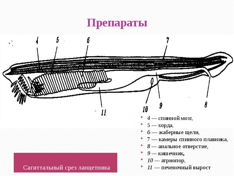 Кожные покровы ланцетника рисунок