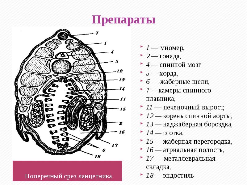 Поперечный разрез ланцетника