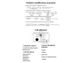 Ros2-Cell adhesions