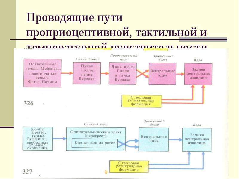 Тактильный анализатор физиология презентация