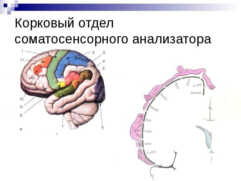 Соматосенсорная система презентация