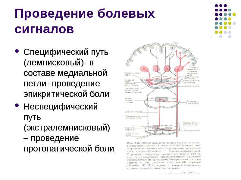 Болевой анализатор физиология презентация