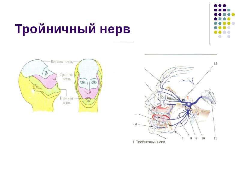 Боль тройничного нерва. Невралгия тройничного нерва схема. Невралгия тройничного нерва нижней челюсти. Воспаление тройничного нерва нижняя ветвь. Невралгия верхней ветви тройничного нерва.