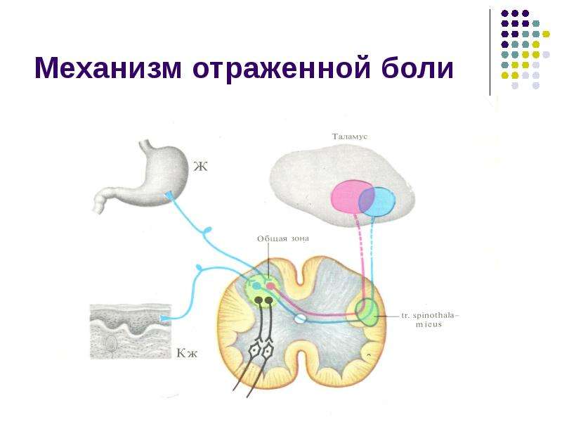 Соматосенсорная система презентация