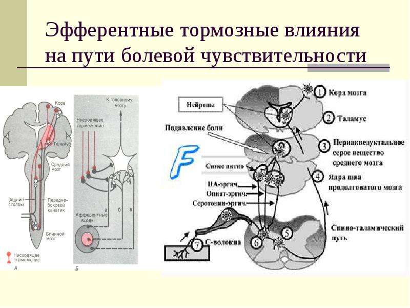 Болевой анализатор физиология презентация