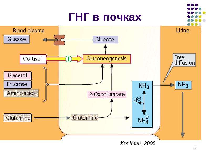 Биохимия почек презентация