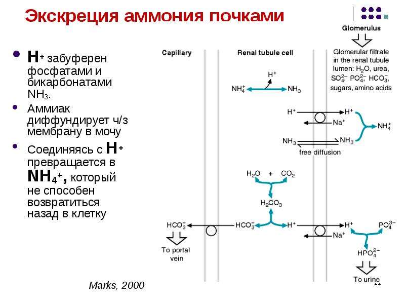 Схема транспорта аммиака из нервной ткани в печень