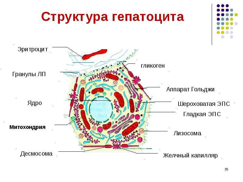 Процесс сопровождающийся накоплением в цитоплазме гепатоцитов