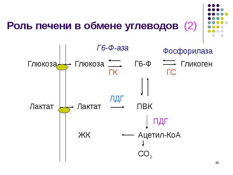 Реакции обмена углеводов. Роль печени в углеводном обмене схема. Роль печени в обмене белков, углеводов. Биохимия . Роль печени в метаболизме углеводов. Роль печени в обмене углеводов схема.