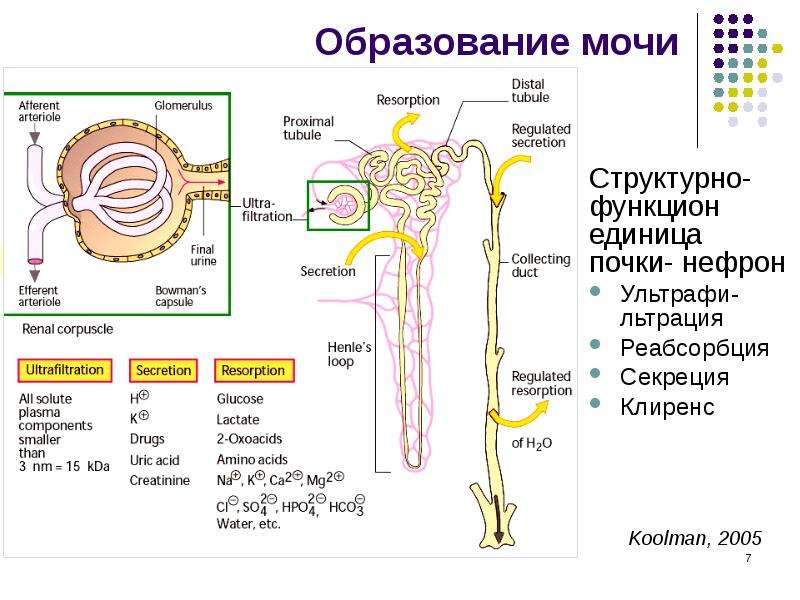 Биохимия почек и мочи биохимия презентация