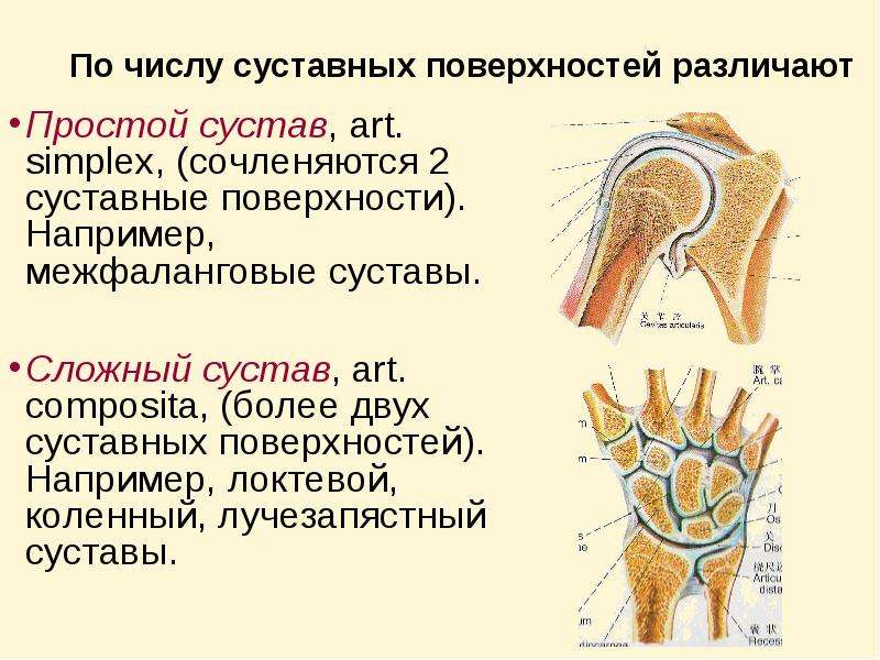 Какой тип соединения костей изображен на рисунке какие анатомические структуры этого типа соединения