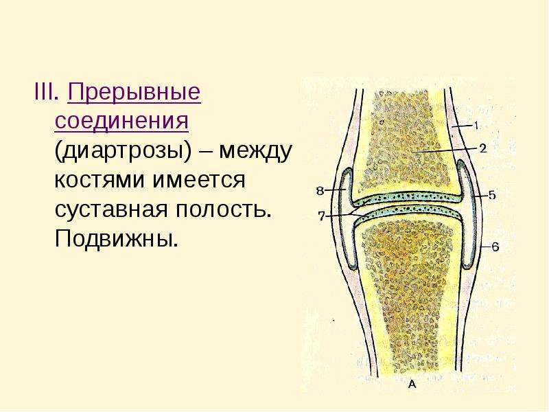 Ложные суставы презентация