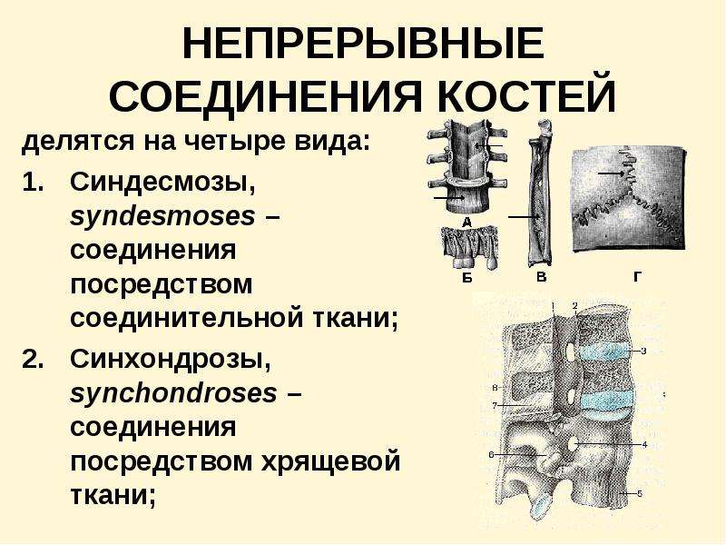 Какой тип соединения костей изображен на рисунке какие анатомические структуры этого типа соединения