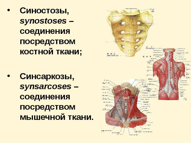 Ложные суставы презентация