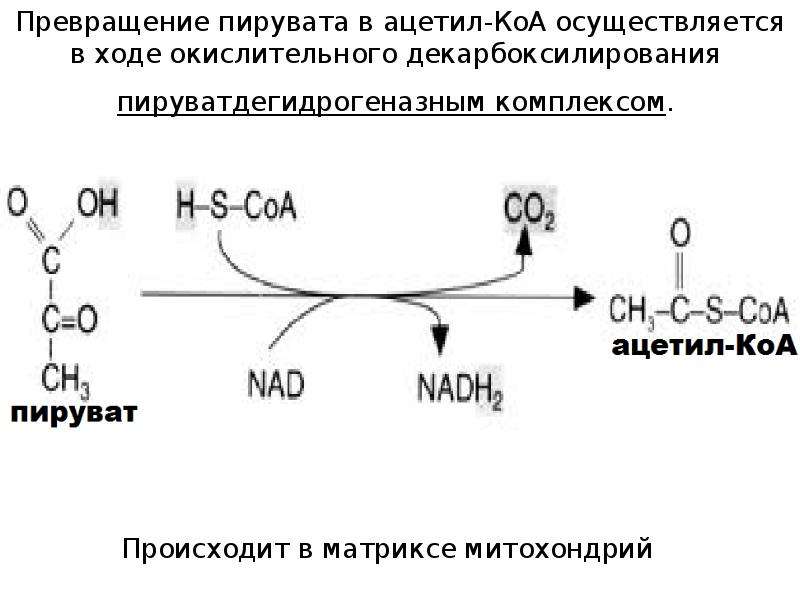 Синтез кофермента. Реакция пирувата в ацетил-КОА превращения. Синтез ацетил КОА из пирувата. Реакция образования ацил КОА. Пируват в ацетил КОА реакция.