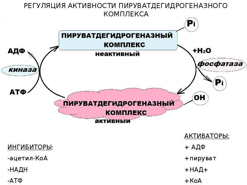 Активаторы активности. Регуляция активности пируватдегидрогеназного комплекса. Регуляция пируватдегидрогеназного комплекса биохимия. Активаторы и ингибиторы пируватдегидрогеназного комплекса. Активаторы пируватдегидрогеназного комплекса.