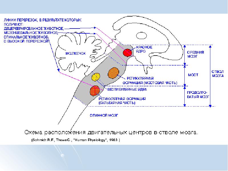 Ретикулярная формация головного мозга презентация