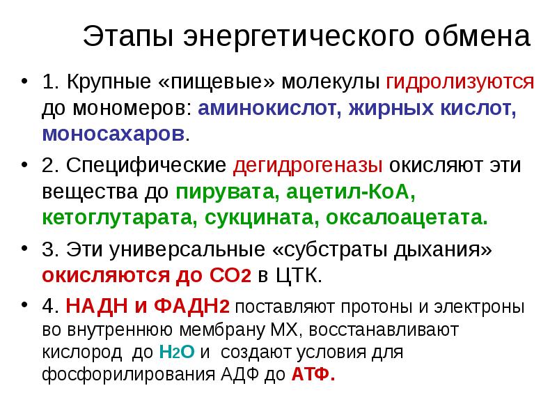 Какие этапы энергетического обмена