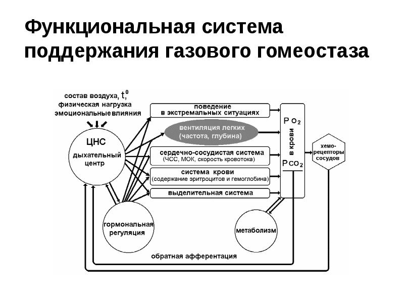 Функциональная система элементы функциональной системы. Функциональная система обеспечивающая постоянство PH крови. Функциональная система поддержания гомеостаза. Функциональная система поддержания газового. Функциональная система внешнего дыхания.