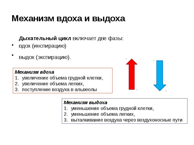 Дыхательный цикл схема