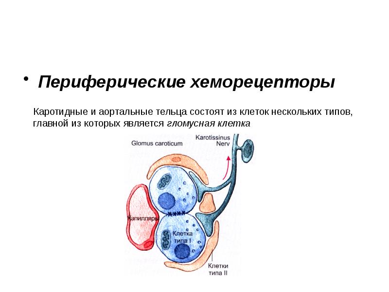 Периферические хеморецепторы дыхания