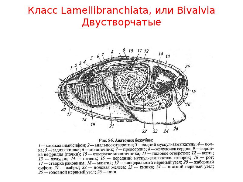 Схема двухстворчатых. Внутреннее строение беззубки. Внутреннее строение беззубки на продольном разрезе. Строение беззубки внешнее и внутренне. Схема строения двустворчатого моллюска.