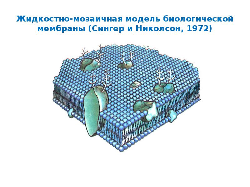 Физические модели мембран. Жидкостно мозаичная модель Сингера Николсона. Жидкостно-мозаичная модель биомембраны. Жидкостно-мозаичная модель плазматической мембраны. Жидкостно-мозаичная модель строения мембраны.