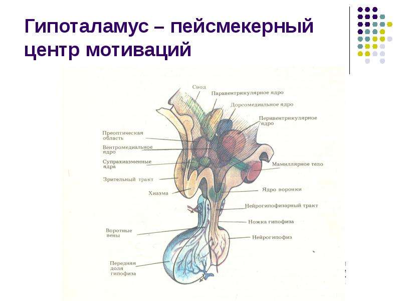 Гипоталамус на рисунке