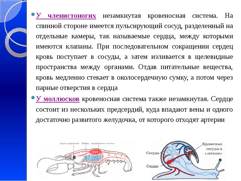 Презентация эволюция кровеносной системы