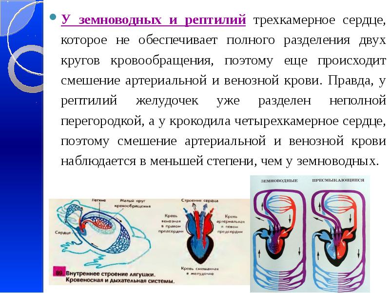 Схема кровообращения пресмыкающихся