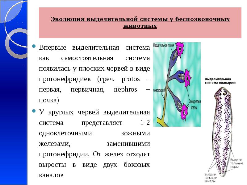 Выделительная система животного изображенного на рисунке