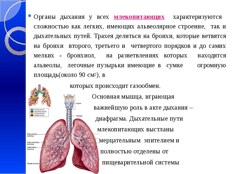 Путь воздуха при выдохе у млекопитающих схема