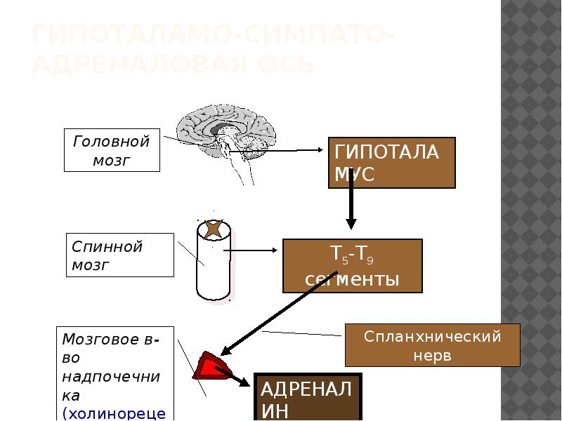 Симпатоадреналовая система схема