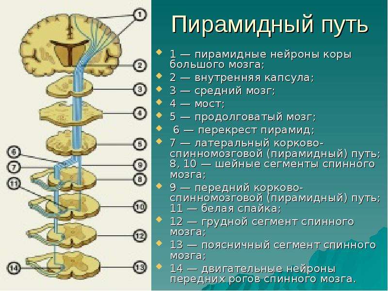 Двигательный путь схема