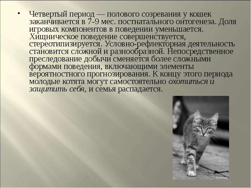 Поведение в период полового созревания. Период полового созревания у кошек. Периоды взросления кошки.