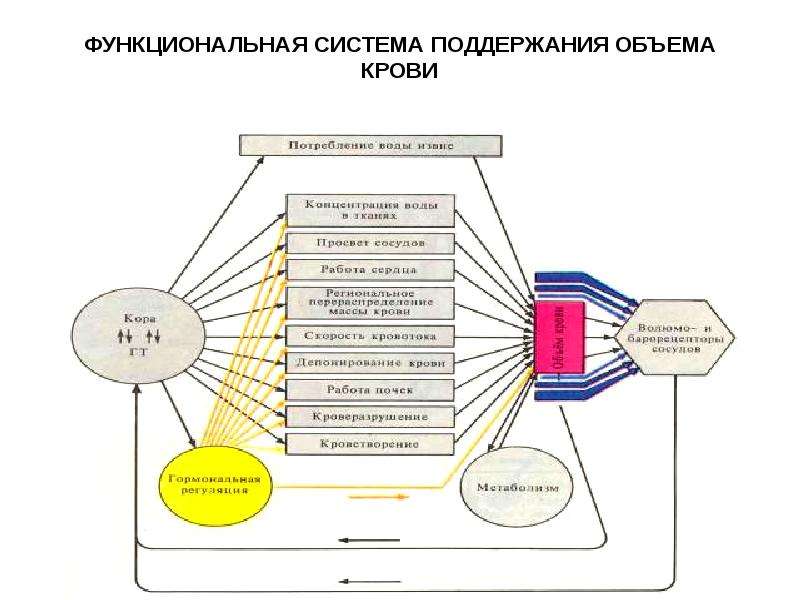 Поддерживающая система. Функциональная система регуляции минутного объема крови. Схему функциональной системы регуляции минутного объема крови.. Функциональная система поддержания ОЦК крови. Схема функциональной системы регуляции ад.