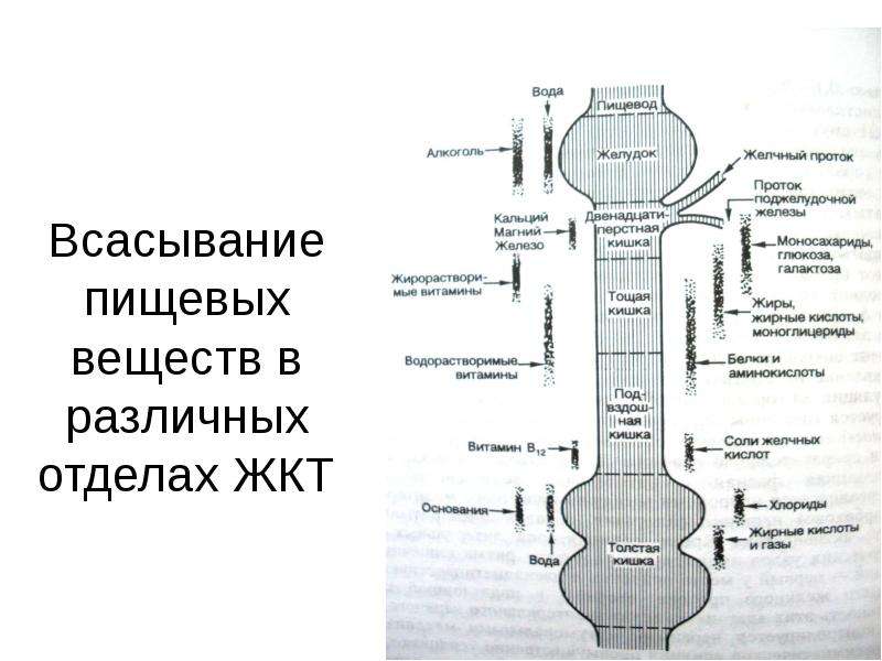 Всасывания веществ. Всасывание в отделах пищеварительного тракта. Всасывание в различных отделах ЖКТ. Всасывание пищевых веществ в различных отделах ЖКТ.. Всасывание веществ в пищеварительном тракте схема.